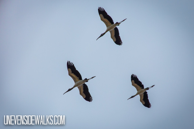 Storks Flying in Formation